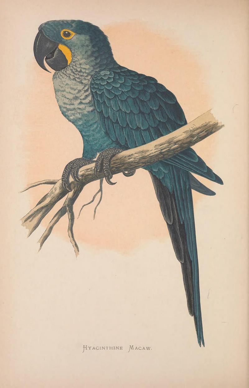 hyacinth macaw (Anodorhynchus hyacinthinus); DISPLAY FULL IMAGE.