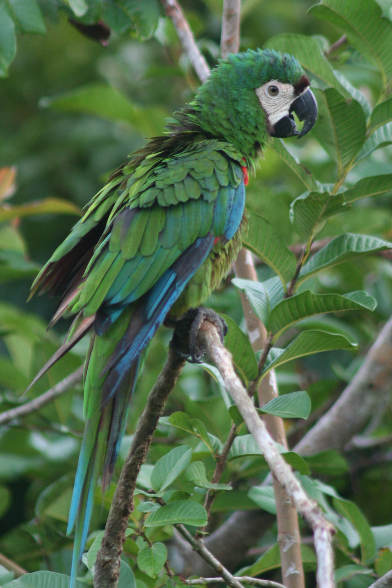 chestnut-fronted macaw, severe macaw (Ara severus); DISPLAY FULL IMAGE.
