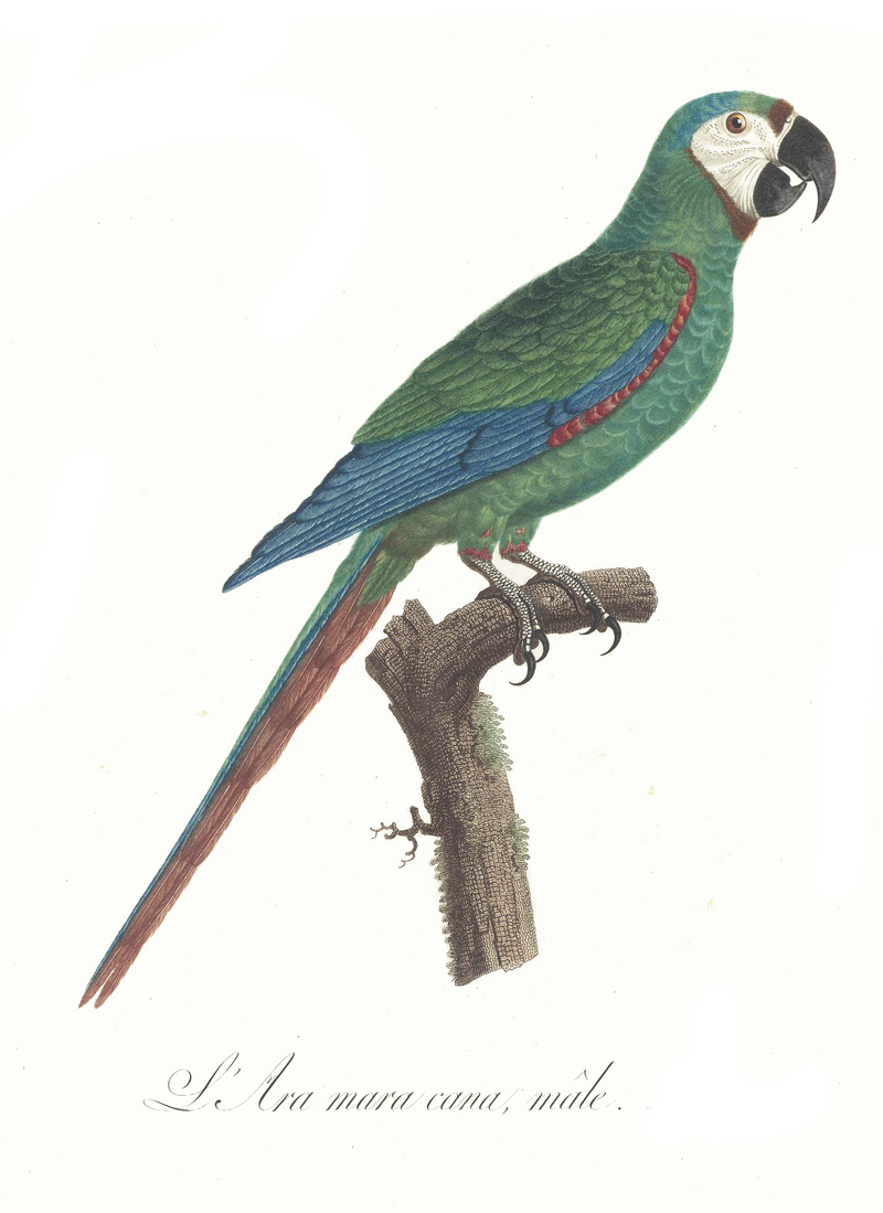 chestnut-fronted macaw, severe macaw (Ara severus); DISPLAY FULL IMAGE.
