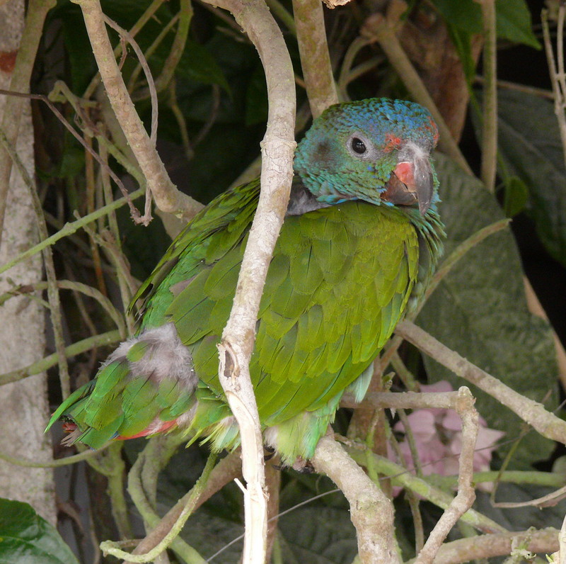 blue-headed parrot (Pionus menstruus); DISPLAY FULL IMAGE.