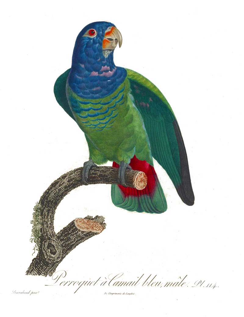 blue-headed parrot (Pionus menstruus); DISPLAY FULL IMAGE.