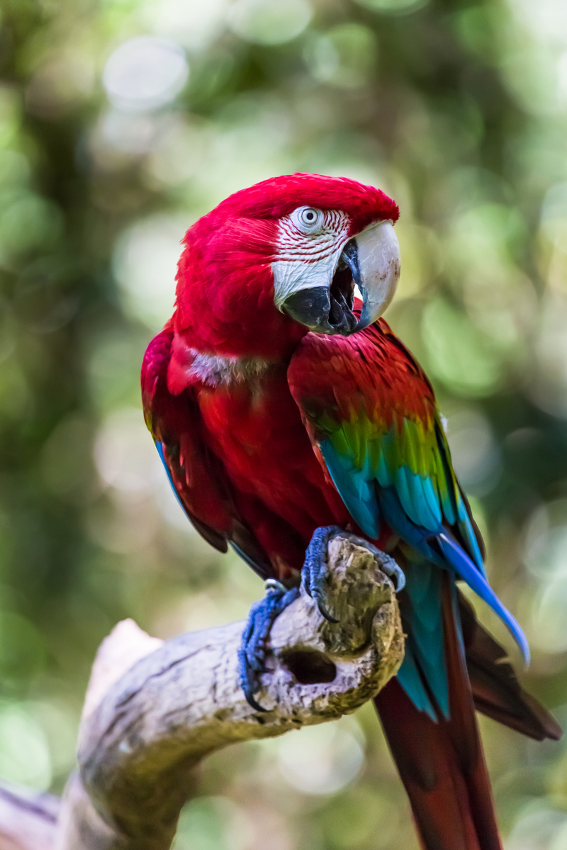 green-winged macaw, red-and-green macaw (Ara chloropterus); DISPLAY FULL IMAGE.
