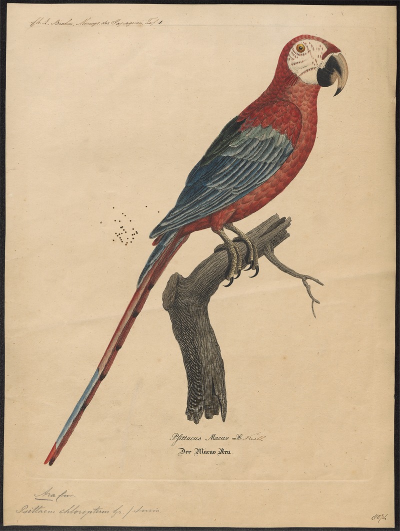 red-and-green macaw (Ara chloropterus); DISPLAY FULL IMAGE.
