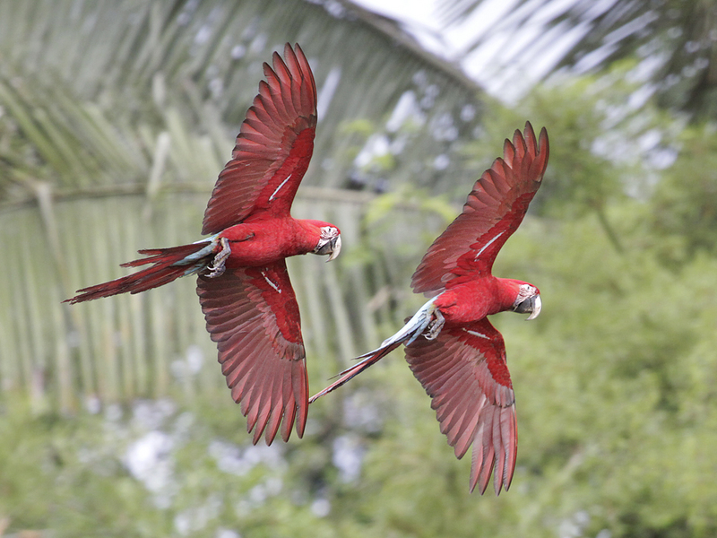 red-and-green macaw (Ara chloropterus); DISPLAY FULL IMAGE.