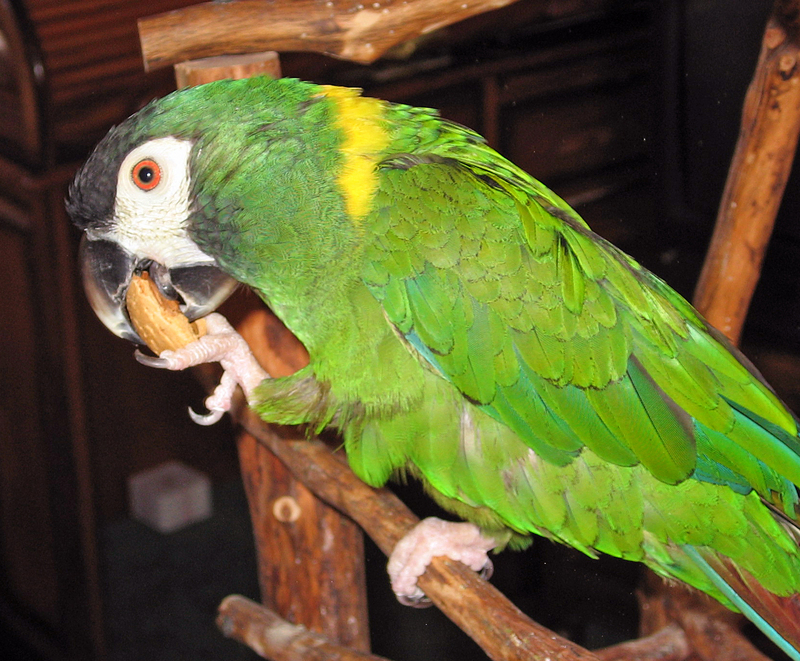 golden-collared macaw, yellow-collared macaw (Primolius auricollis); DISPLAY FULL IMAGE.