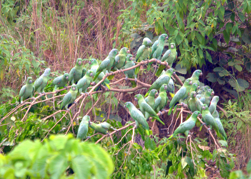 mealy amazon (Amazona farinosa); DISPLAY FULL IMAGE.