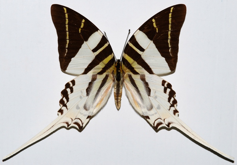 giant swordtail (Graphium androcles); DISPLAY FULL IMAGE.