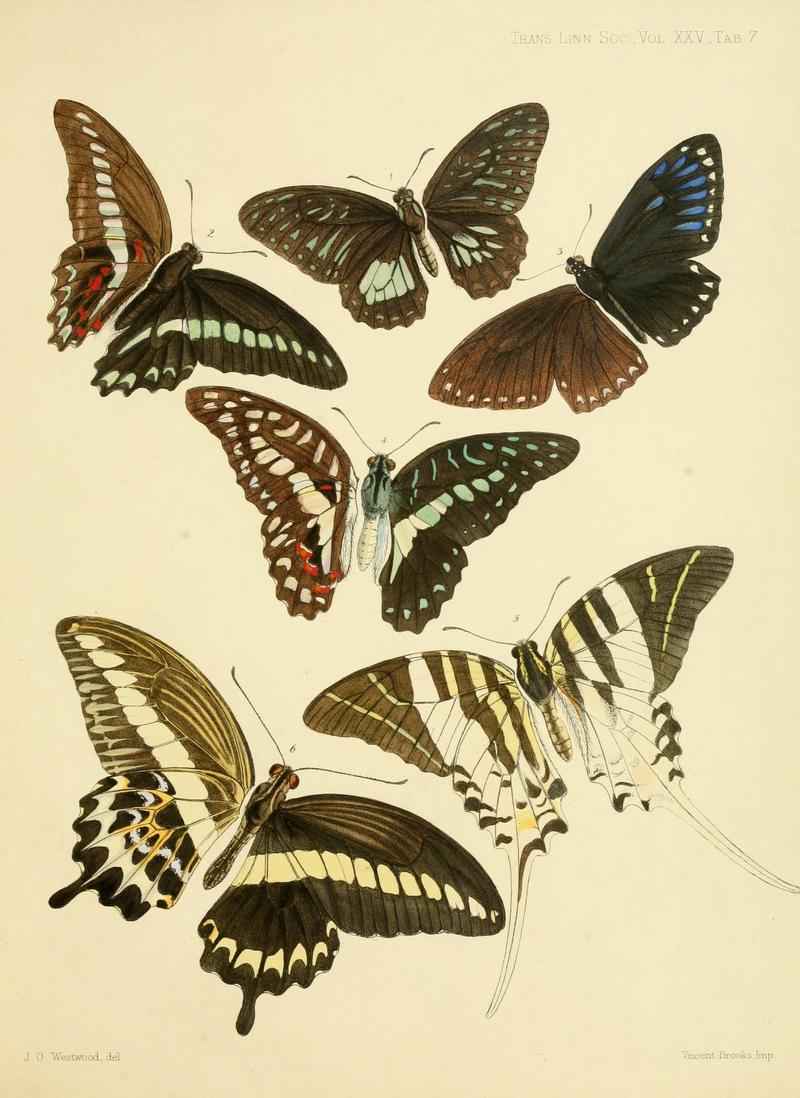 Graphium thule, Graphium anthedon, great blue mime (Papilio paradoxa), great jay (Graphium eurypylus), giant swordtail (Graphium androcles), Papilio gigon; DISPLAY FULL IMAGE.