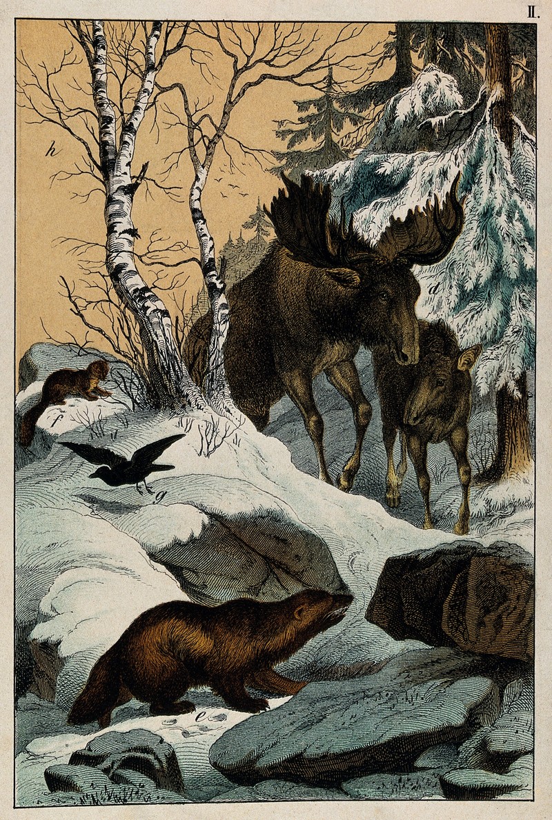 wolverine (Gulo gulo), moose (Alces alces); DISPLAY FULL IMAGE.