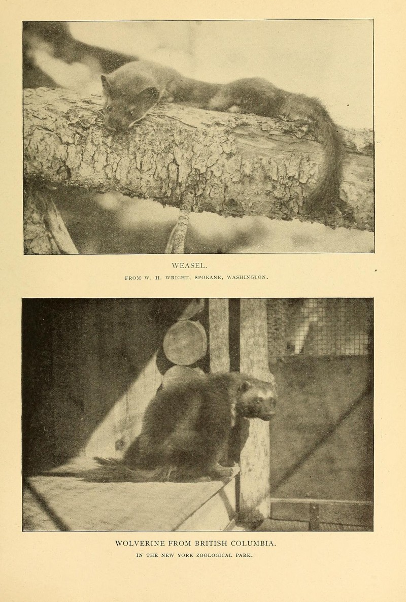 least weasel (Mustela nivalis), wolverine (Gulo gulo); DISPLAY FULL IMAGE.