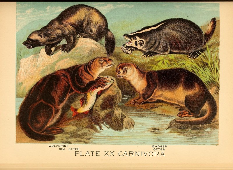 wolverine (Gulo gulo), European badger (Meles meles), sea otter (Enhydra lutris), Eurasian otter (Lutra lutra); DISPLAY FULL IMAGE.
