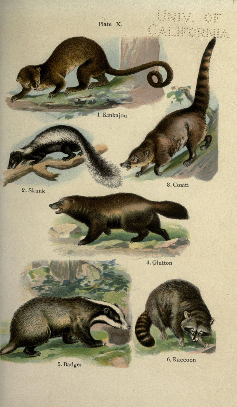 kinkajou (Potos flavus), striped skunk (Mephitis mephitis), ring-tailed coati (Nasua nasua), wolverine (Gulo gulo), Eurasian badger (Meles meles), northern raccoon (Procyon lotor); DISPLAY FULL IMAGE.