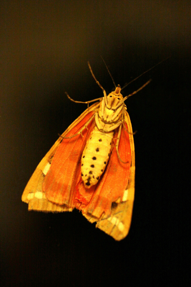 Jersey tiger (Euplagia quadripunctaria); DISPLAY FULL IMAGE.