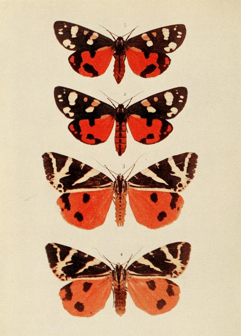 scarlet tiger (Callimorpha dominula), Jersey tiger (Euplagia quadripunctaria); DISPLAY FULL IMAGE.