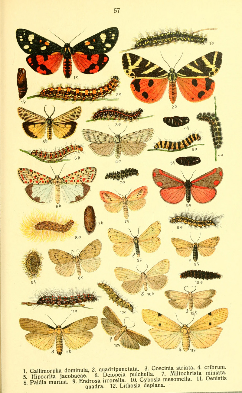 scarlet tiger (Callimorpha dominula), Jersey tiger (Euplagia quadripunctaria), feathered footman (Spiris striata), speckled footman (Coscinia cribraria), cinnabar moth (Tyria jacobaeae), crimson-speckled flunkey (Utetheisa pulchella), rosy footman (Miltochrista miniata), Paidia rica, dew moth (Setina irrorella), four-dotted footman (Cybosia mesomella), four-spotted footman (Lithosia quadra), buff footman (Katha depressa); DISPLAY FULL IMAGE.