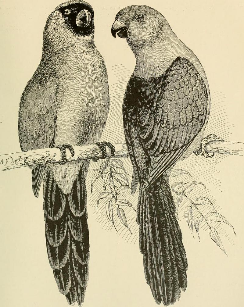 masked shining parrot (Prosopeia personata), Australian king parrot (Alisterus scapularis); DISPLAY FULL IMAGE.