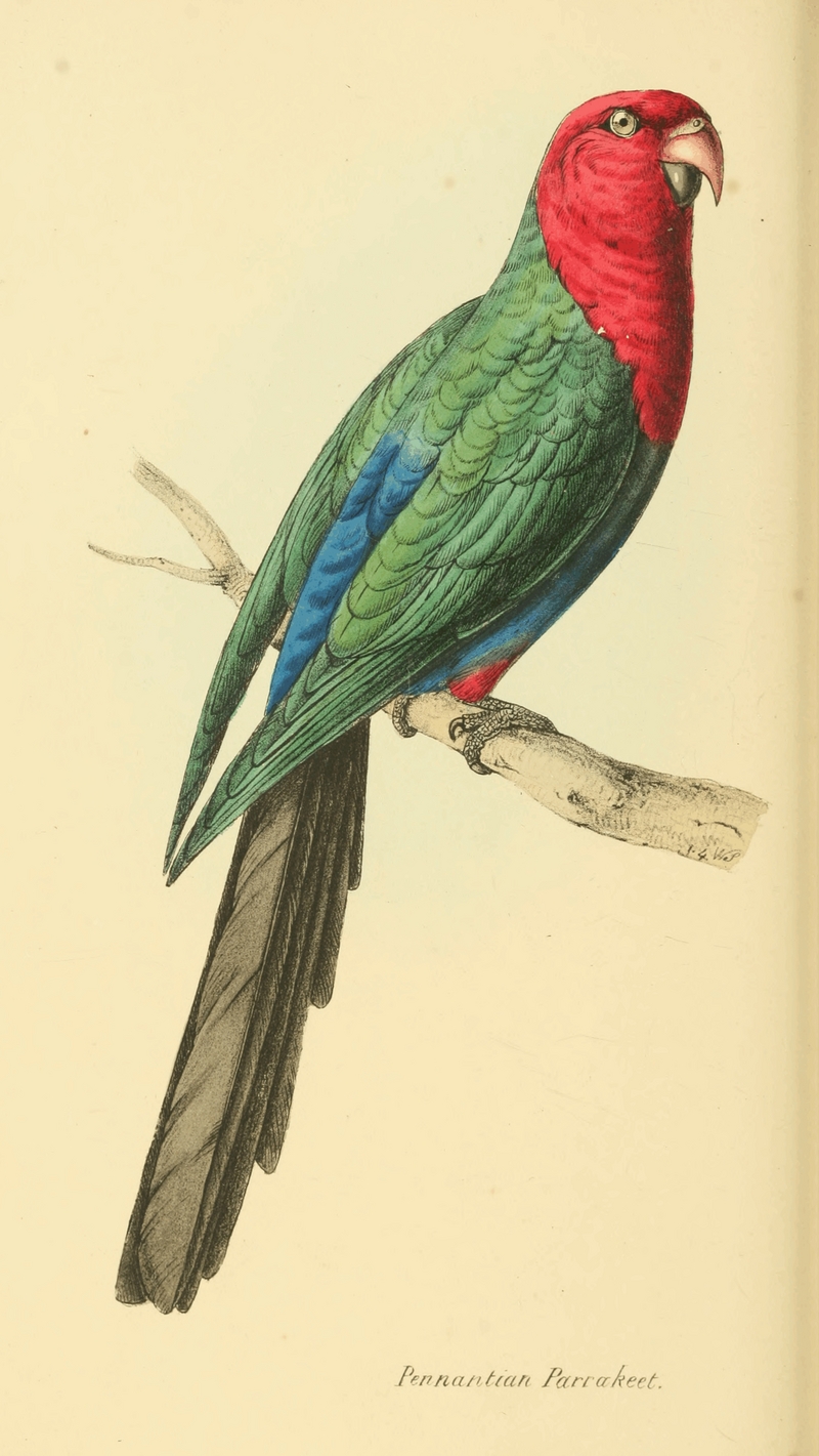 Australian king parrot (Alisterus scapularis); DISPLAY FULL IMAGE.