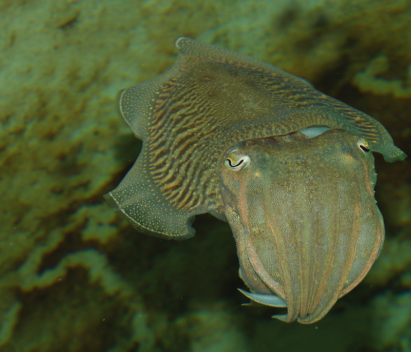 common cuttlefish (Sepia officinalis); DISPLAY FULL IMAGE.