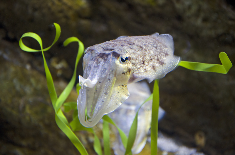 common cuttlefish (Sepia officinalis); DISPLAY FULL IMAGE.