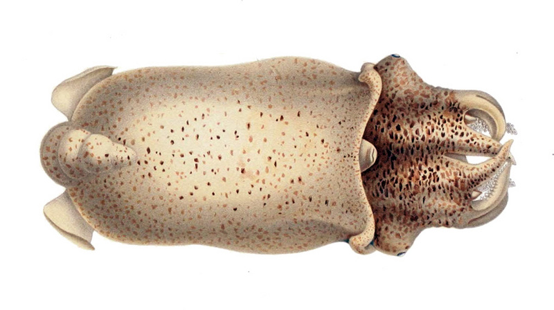 ram's horn squid (Spirula spirula); DISPLAY FULL IMAGE.