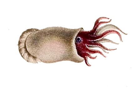 ram's horn squid (Spirula spirula); Image ONLY