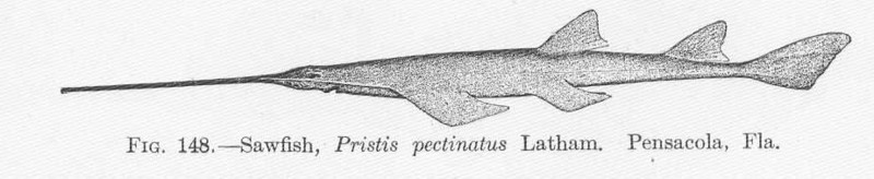 smalltooth sawfish (Pristis pectinata); DISPLAY FULL IMAGE.