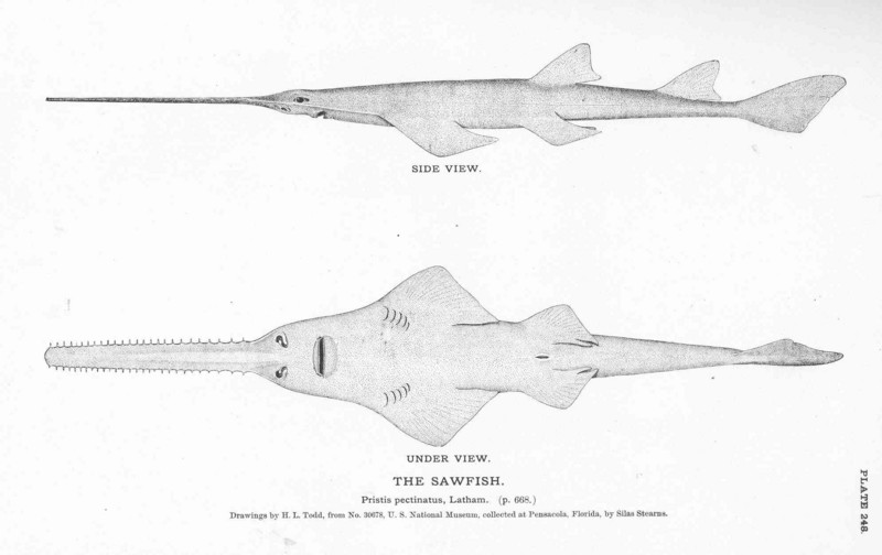 smalltooth sawfish (Pristis pectinata); DISPLAY FULL IMAGE.