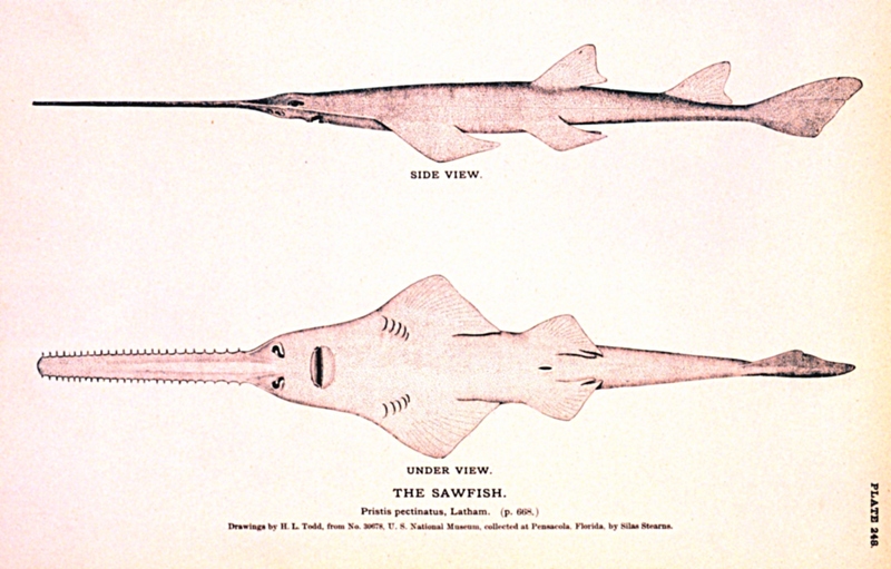 smalltooth sawfish (Pristis pectinata); DISPLAY FULL IMAGE.