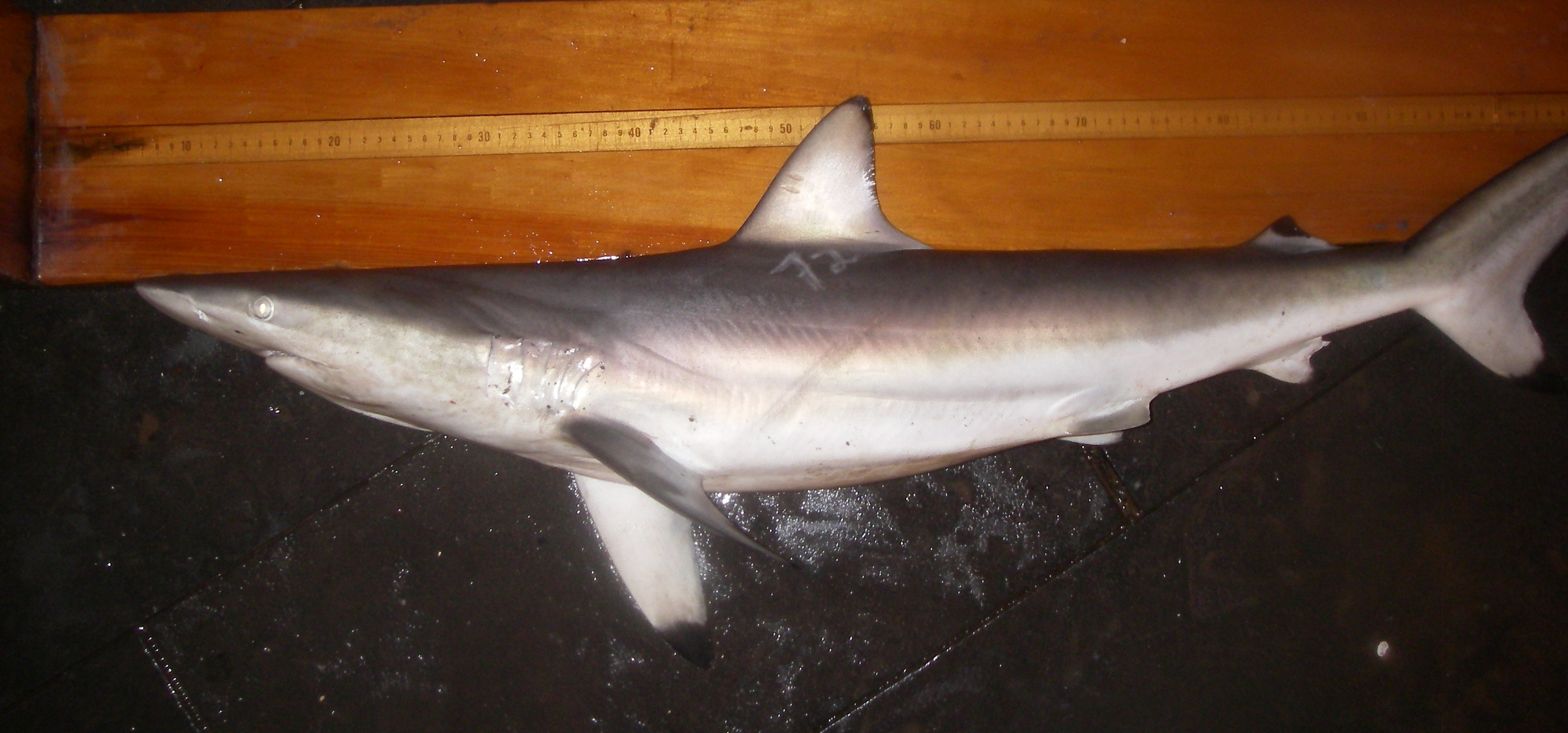 spinner shark (Carcharhinus brevipinna); Image ONLY