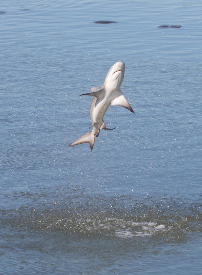 spinner shark (Carcharhinus brevipinna); DISPLAY FULL IMAGE.