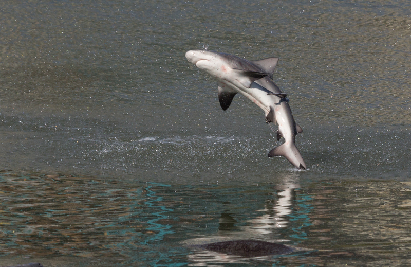 spinner shark (Carcharhinus brevipinna); DISPLAY FULL IMAGE.