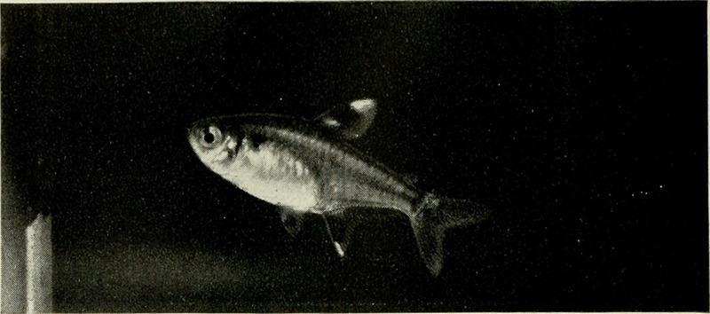 X-ray fish, X-ray tetra (Pristella maxillaris); DISPLAY FULL IMAGE.