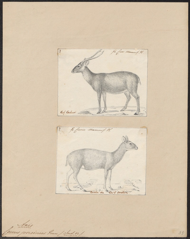 Indian hog deer (Hyelaphus porcinus); DISPLAY FULL IMAGE.