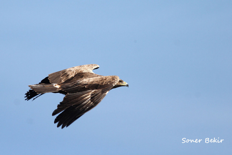 lesser spotted eagle (Clanga pomarina); DISPLAY FULL IMAGE.