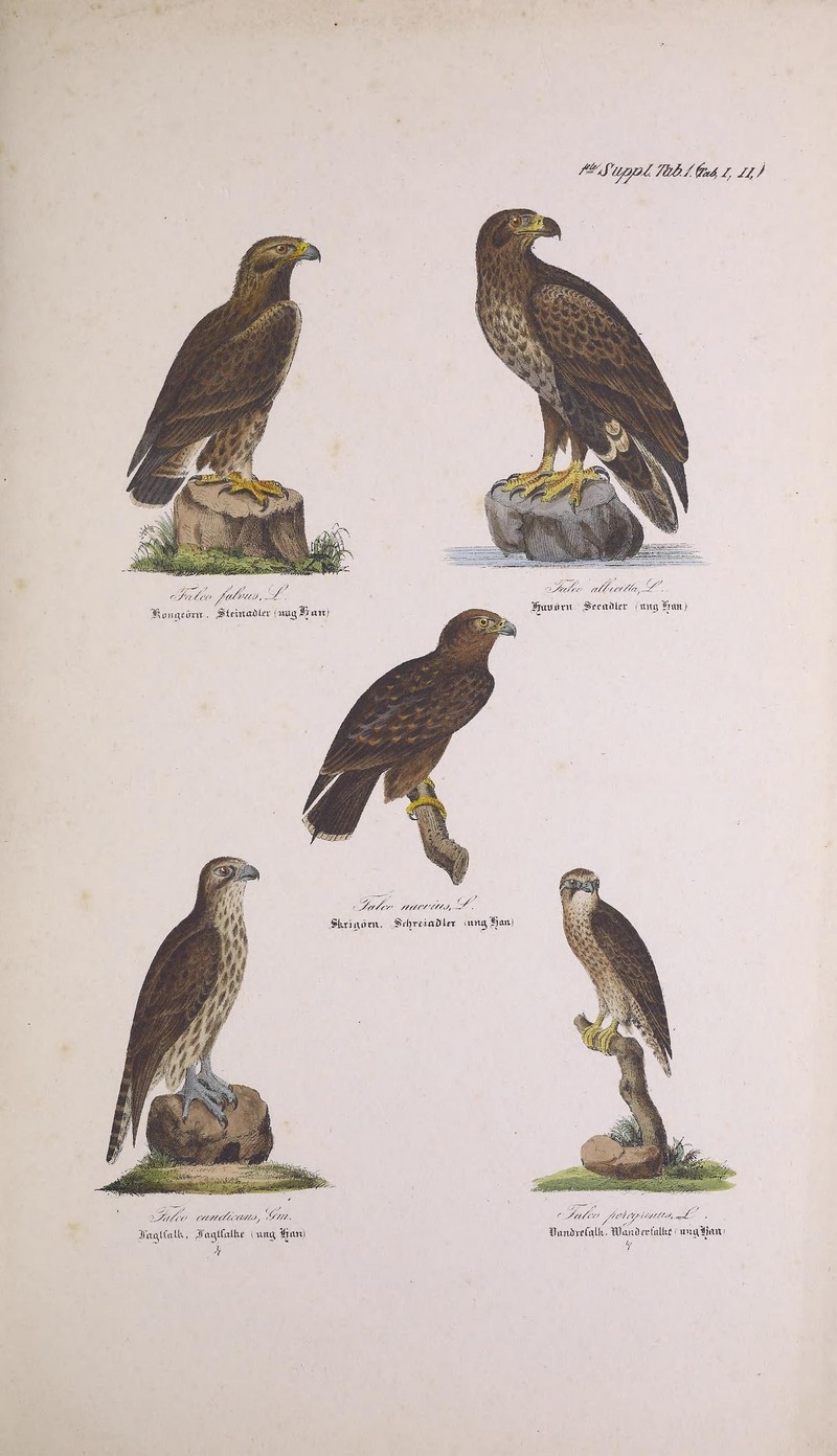 lesser spotted eagle (Clanga pomarina); DISPLAY FULL IMAGE.