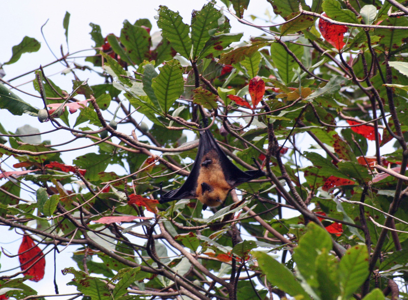 Seychelles fruit bat, Seychelles flying fox (Pteropus seychellensis); DISPLAY FULL IMAGE.