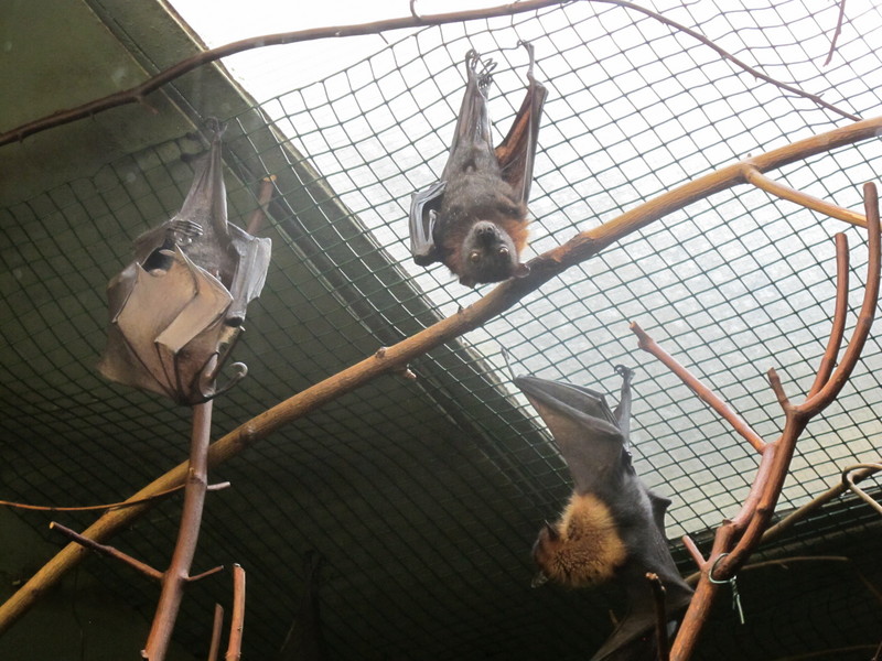 small flying fox, island flying fox, variable flying fox (Pteropus hypomelanus); DISPLAY FULL IMAGE.