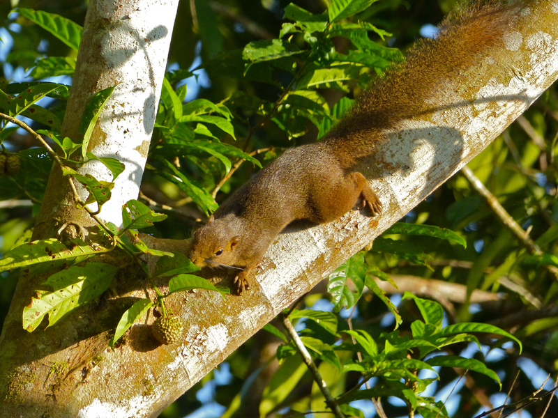 plantain squirrel (Callosciurus notatus); DISPLAY FULL IMAGE.