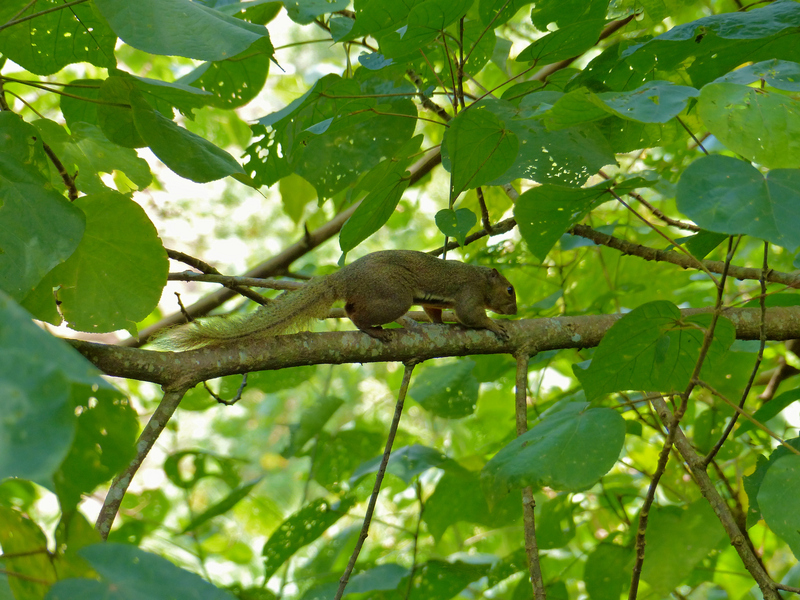 plantain squirrel (Callosciurus notatus); DISPLAY FULL IMAGE.
