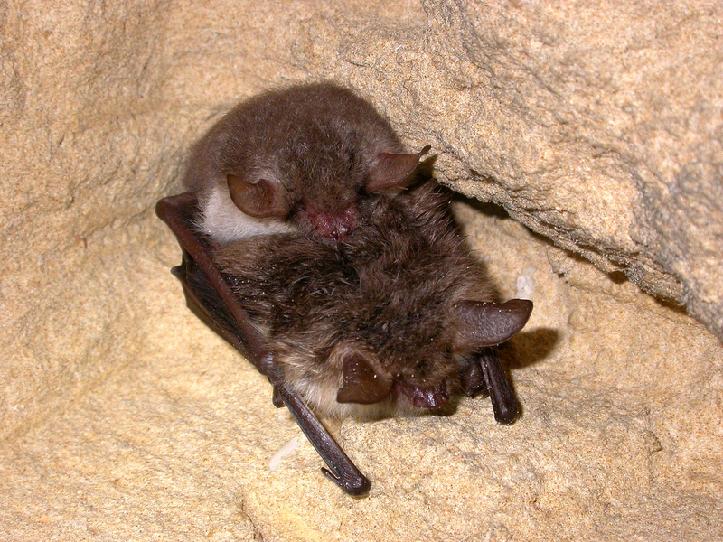 Natterer's bat (Myotis nattereri); DISPLAY FULL IMAGE.