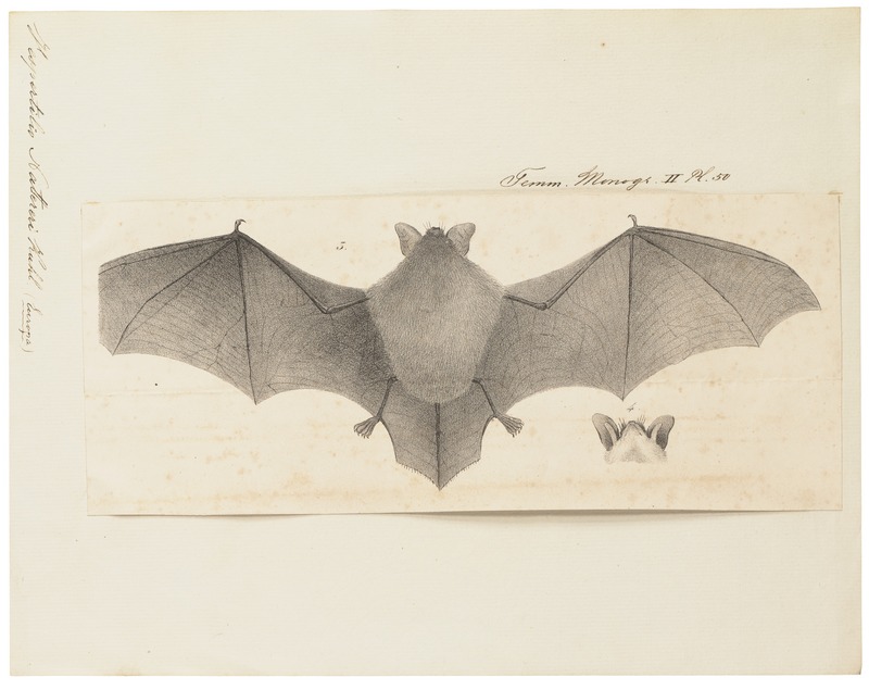 Natterer's bat (Myotis nattereri); DISPLAY FULL IMAGE.