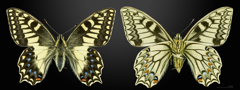 Corsican swallowtail (Papilio hospiton); DISPLAY FULL IMAGE.