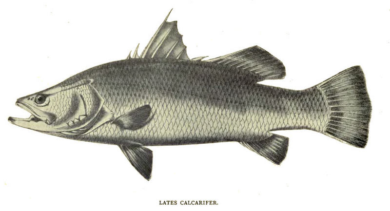 barramundi, Asian sea bass (Lates calcarifer); DISPLAY FULL IMAGE.