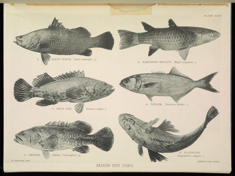 barramundi (Lates calcarifer), squaretail mullet (Ellochelon vaigiensis), Malabar grouper (Epinephelus malabaricus), bluefish (Pomatomus saltatrix), giant grouper (Epinephelus lanceolatus), northern rock flathead (Cymbacephalus staigeri); DISPLAY FULL IMAGE.