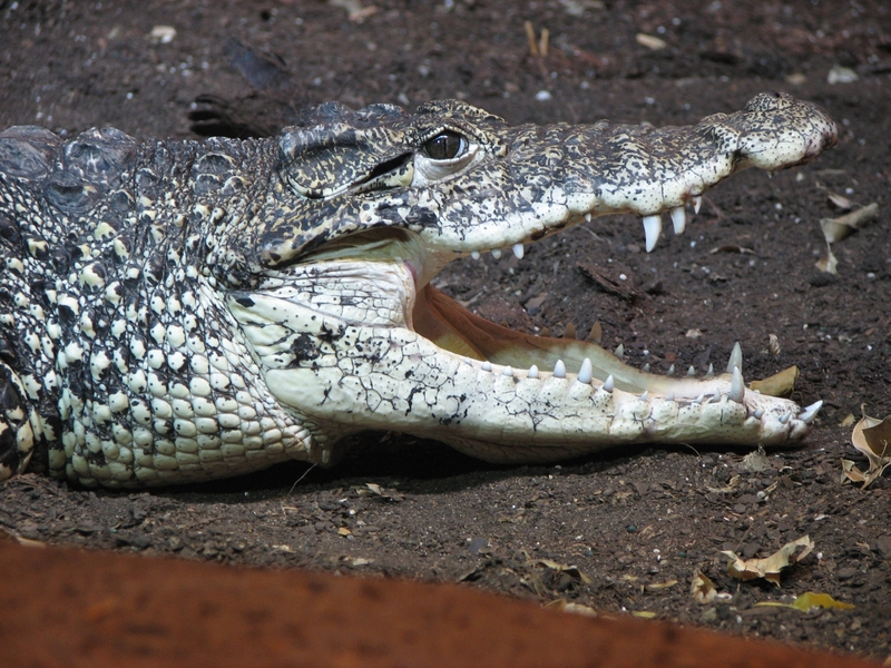 Cuban crocodile (Crocodylus rhombifer); DISPLAY FULL IMAGE.