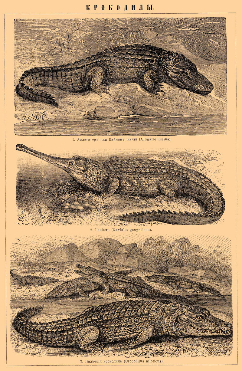 American alligator (Alligator mississippiensis), gharial (Gavialis gangeticus), Nile crocodile (Crocodylus niloticus); DISPLAY FULL IMAGE.