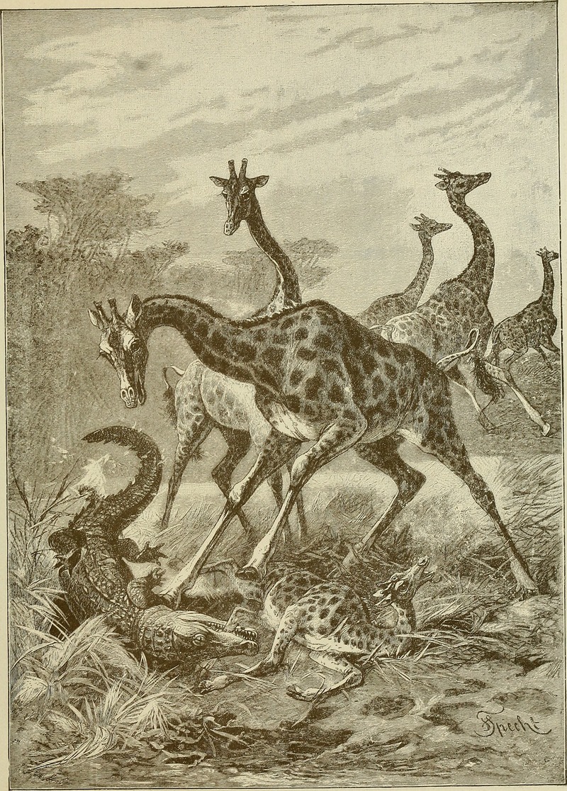 giraffe (Giraffa camelopardalis), Nile crocodile (Crocodylus niloticus); DISPLAY FULL IMAGE.