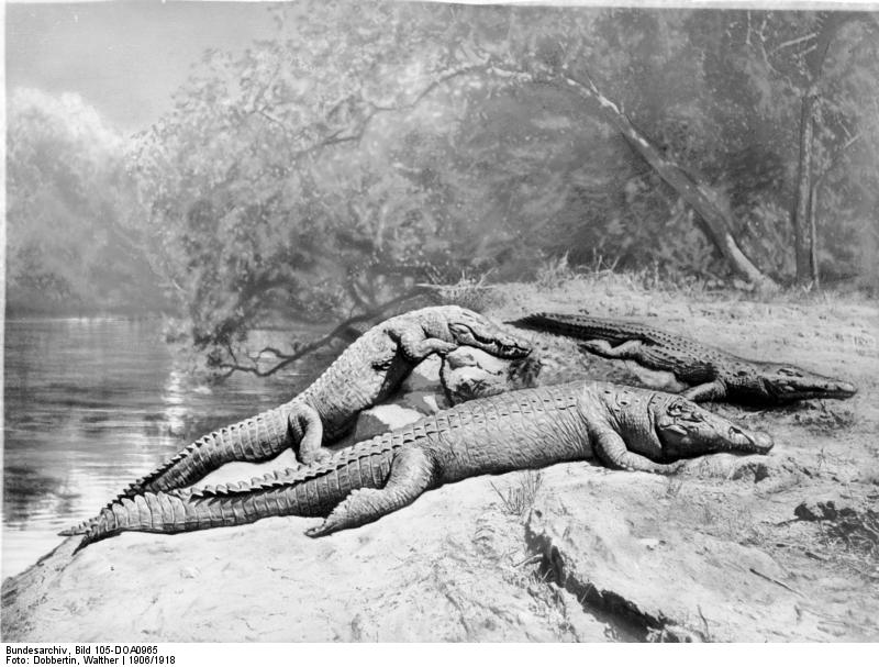 Nile crocodile (Crocodylus niloticus); DISPLAY FULL IMAGE.