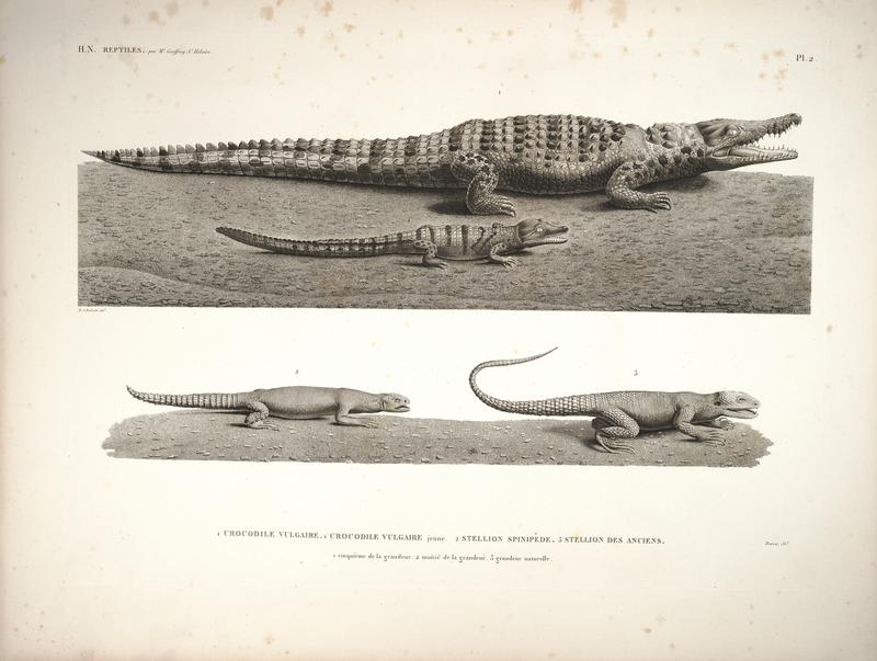 Nile crocodile (Crocodylus niloticus), Egyptian spiny-tailed lizard (Uromastyx aegyptia), starred agama (Stellagama stellio); DISPLAY FULL IMAGE.
