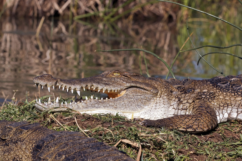 Nile crocodile (Crocodylus niloticus) - Kenyan crocodile (Crocodylus niloticus pauciscutatus); DISPLAY FULL IMAGE.